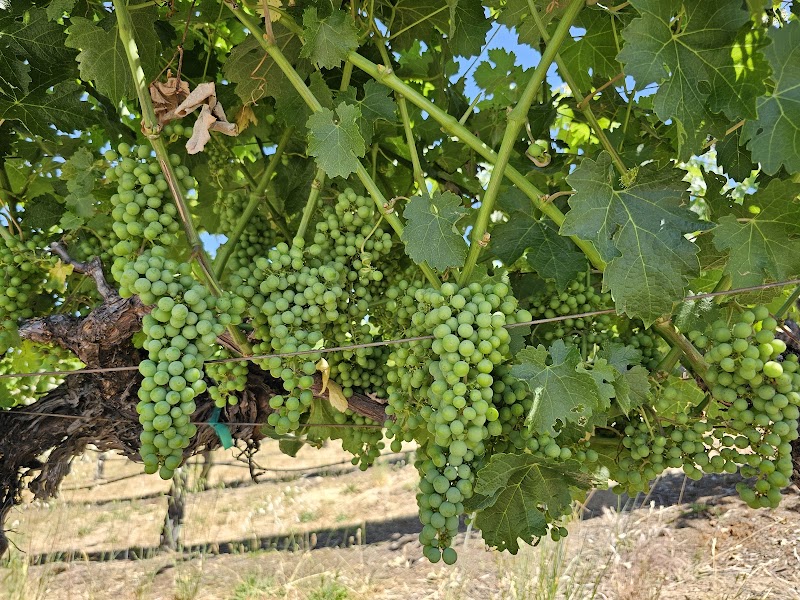 Olney Family Vineyard, Cave and Winery photo 3