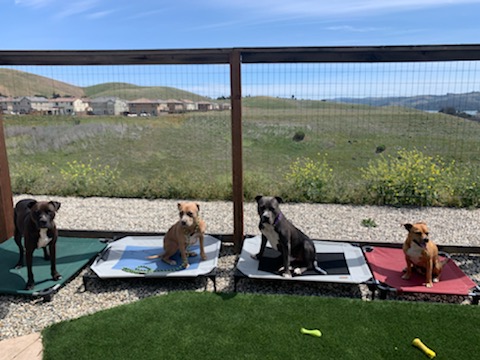Photo of K9 Trails 4 Tails LLC