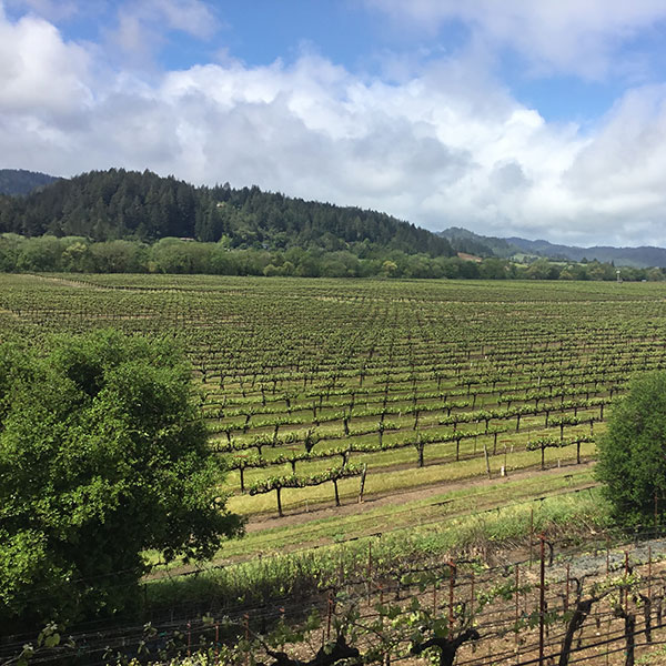 Healdsburg Tours photo 4