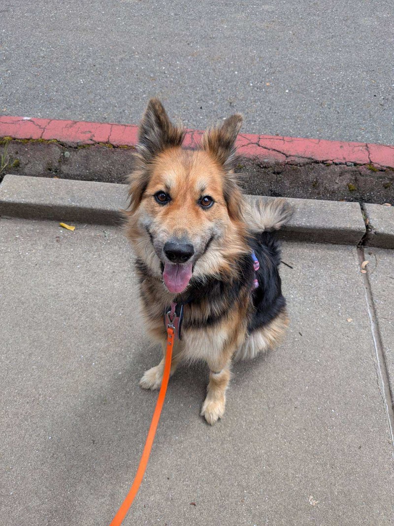 Doggy Lama Pet Care photo 4