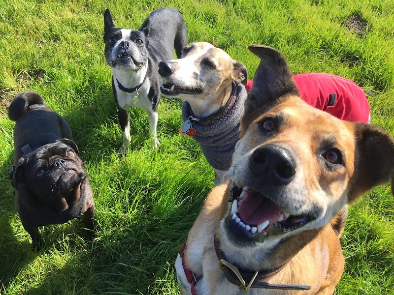 Photo of Doggy Lama Pet Care