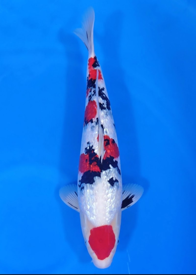 Photo of Koi and joy