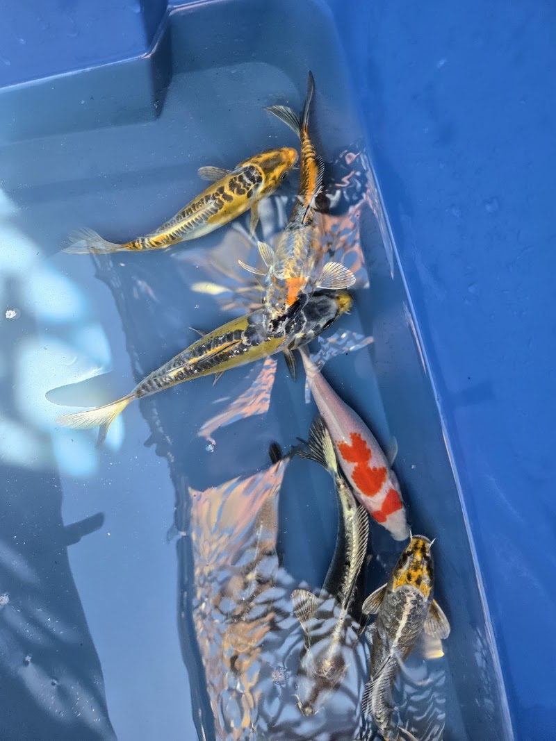 Koi and joy photo 2