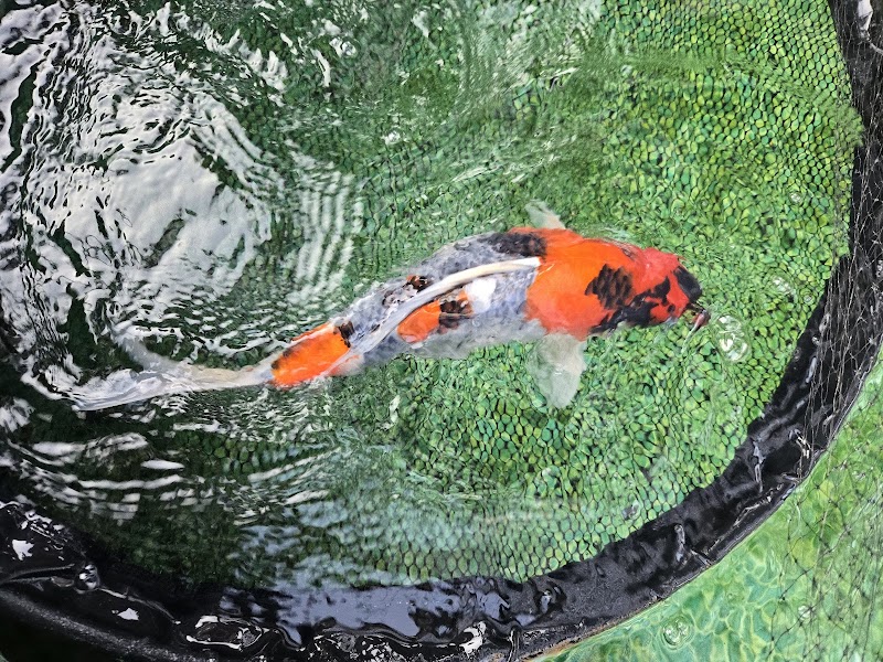 Koi and joy photo 4