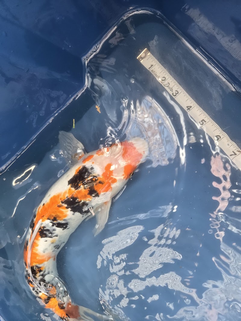 Koi and joy photo 3
