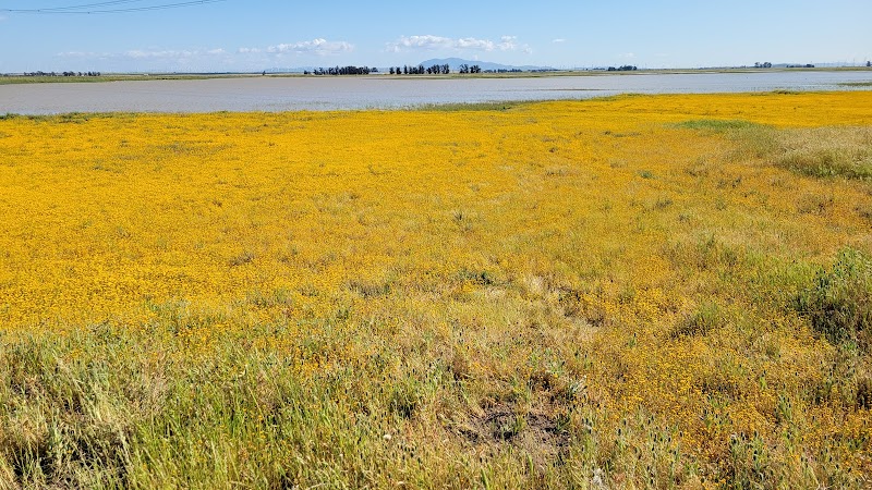 Photo of Jepson Prairie Preserve