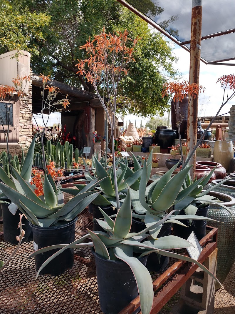 Desert Foothills Gardens Nursery Inc. photo 5