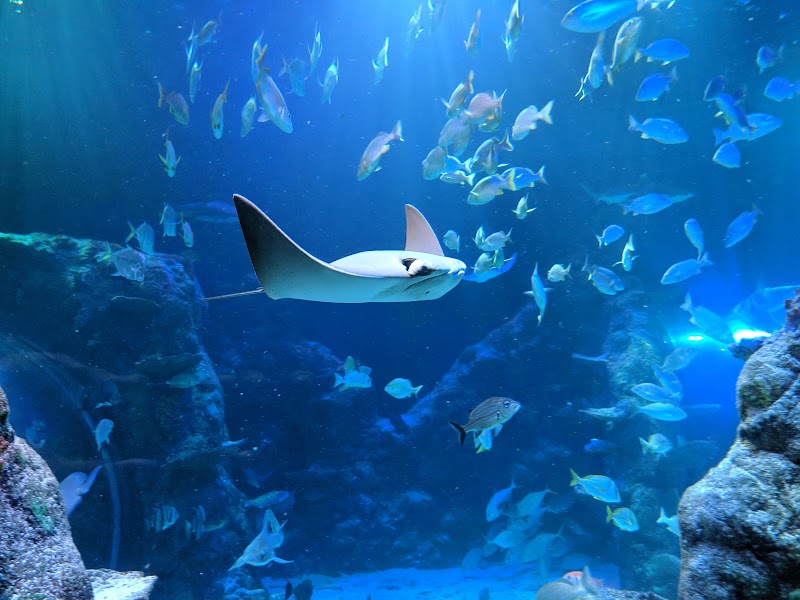 SEA LIFE Michigan Aquarium photo 4