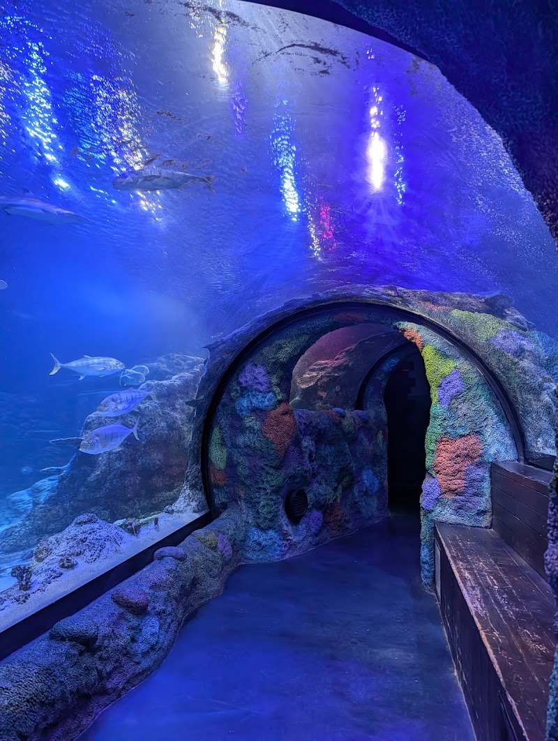 SEA LIFE Michigan Aquarium photo 2