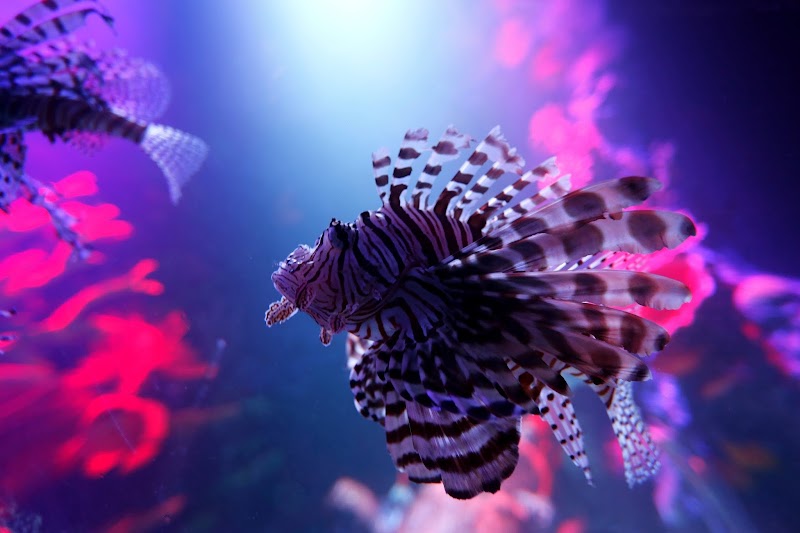 Photo of SEA LIFE Michigan Aquarium