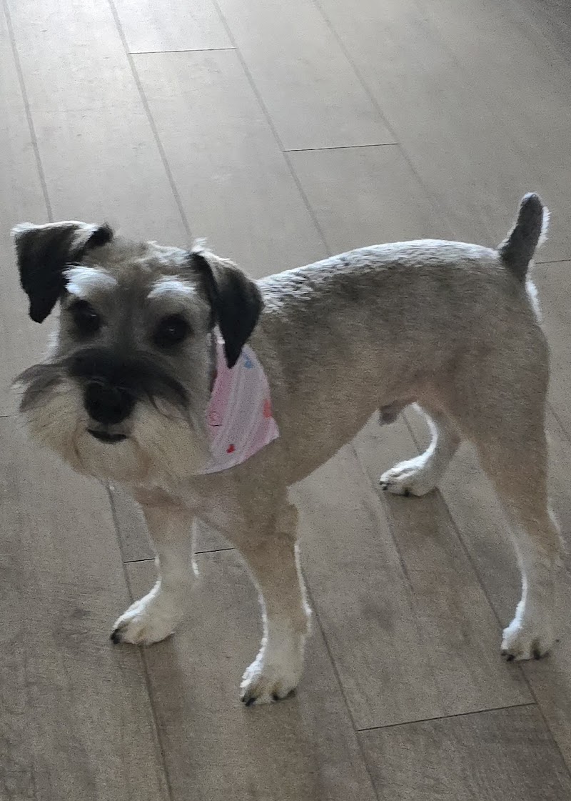 Perky Pups Grooming Studio photo 3
