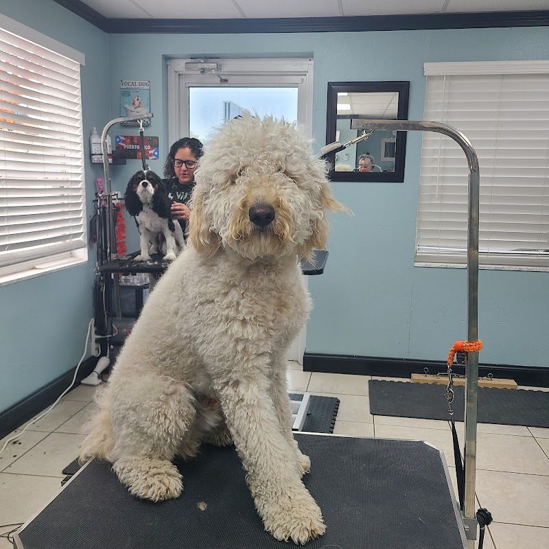 Photo of Perky Pups Grooming Studio