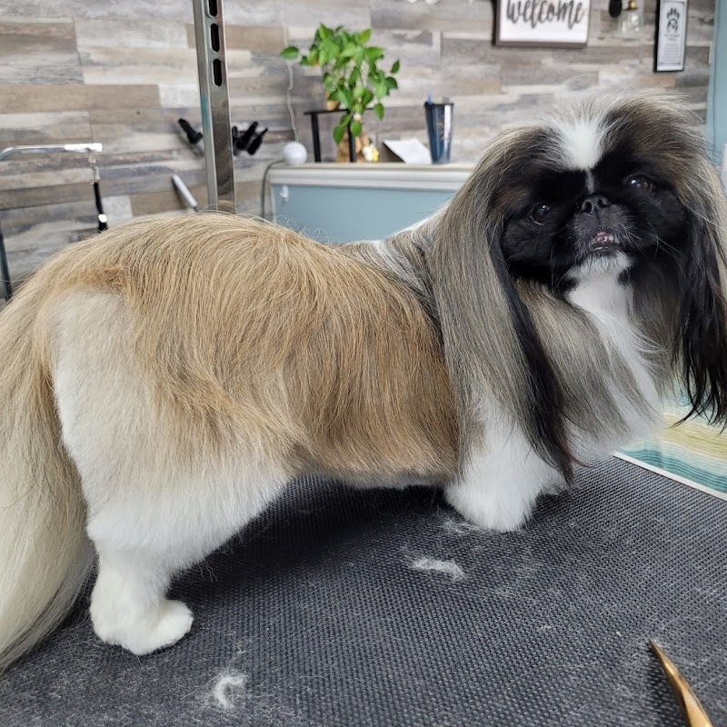 Perky Pups Grooming Studio photo 4