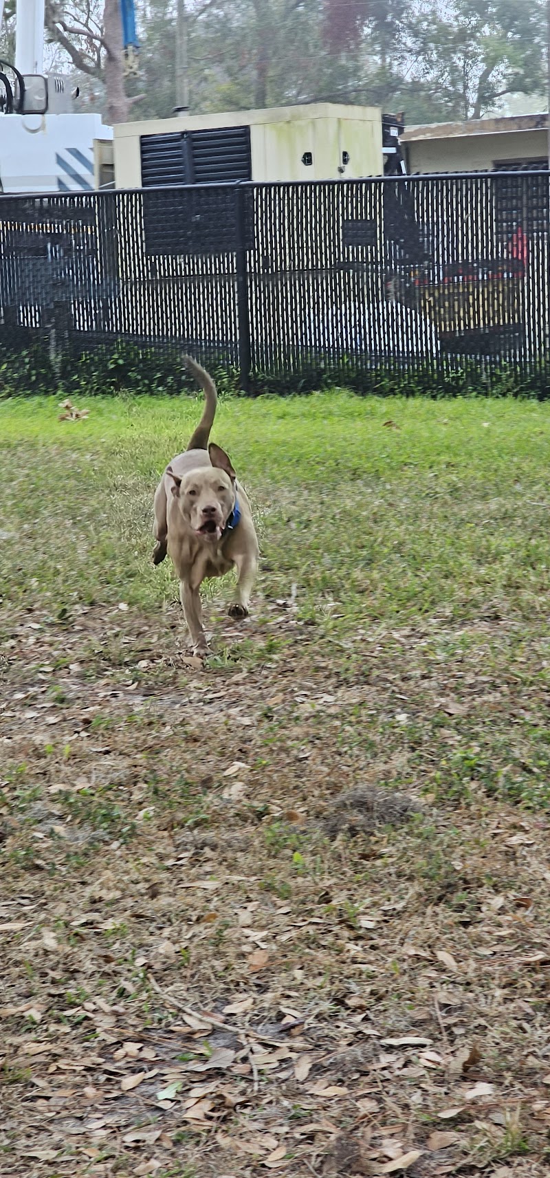 Plant City Dog Park photo 4