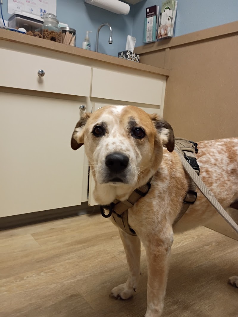 Oakhurst Veterinary Hospital photo 4