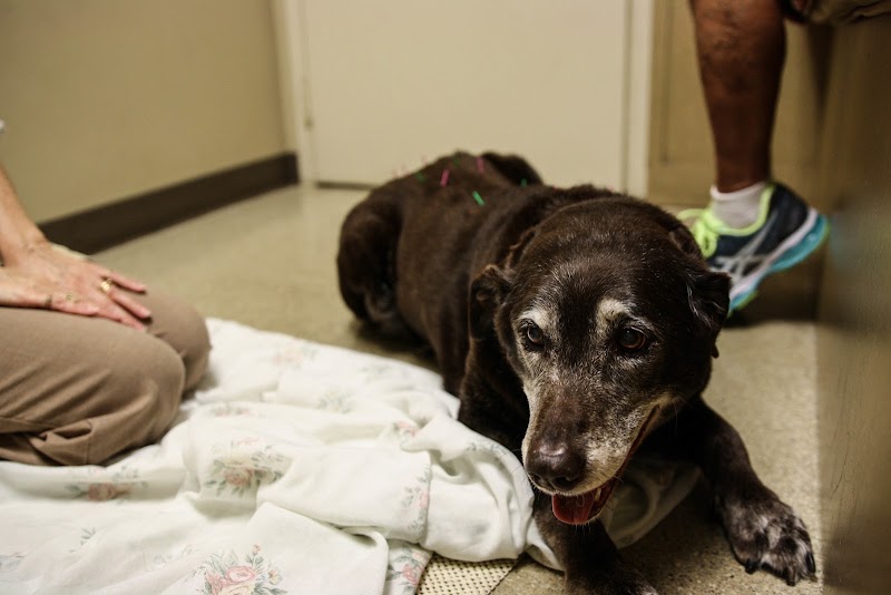 Oakhurst Veterinary Hospital photo 2