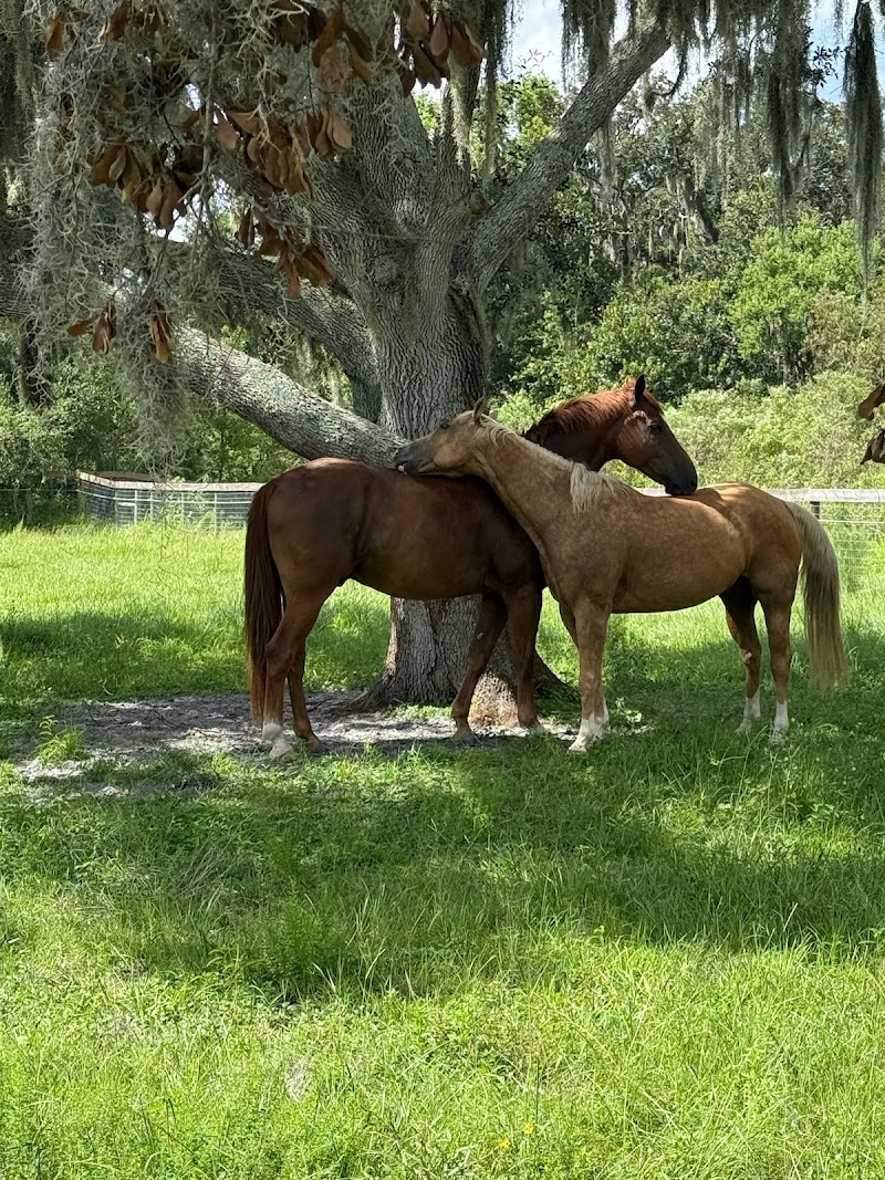 Serenity Oaks Equestrian Center LLC photo 3