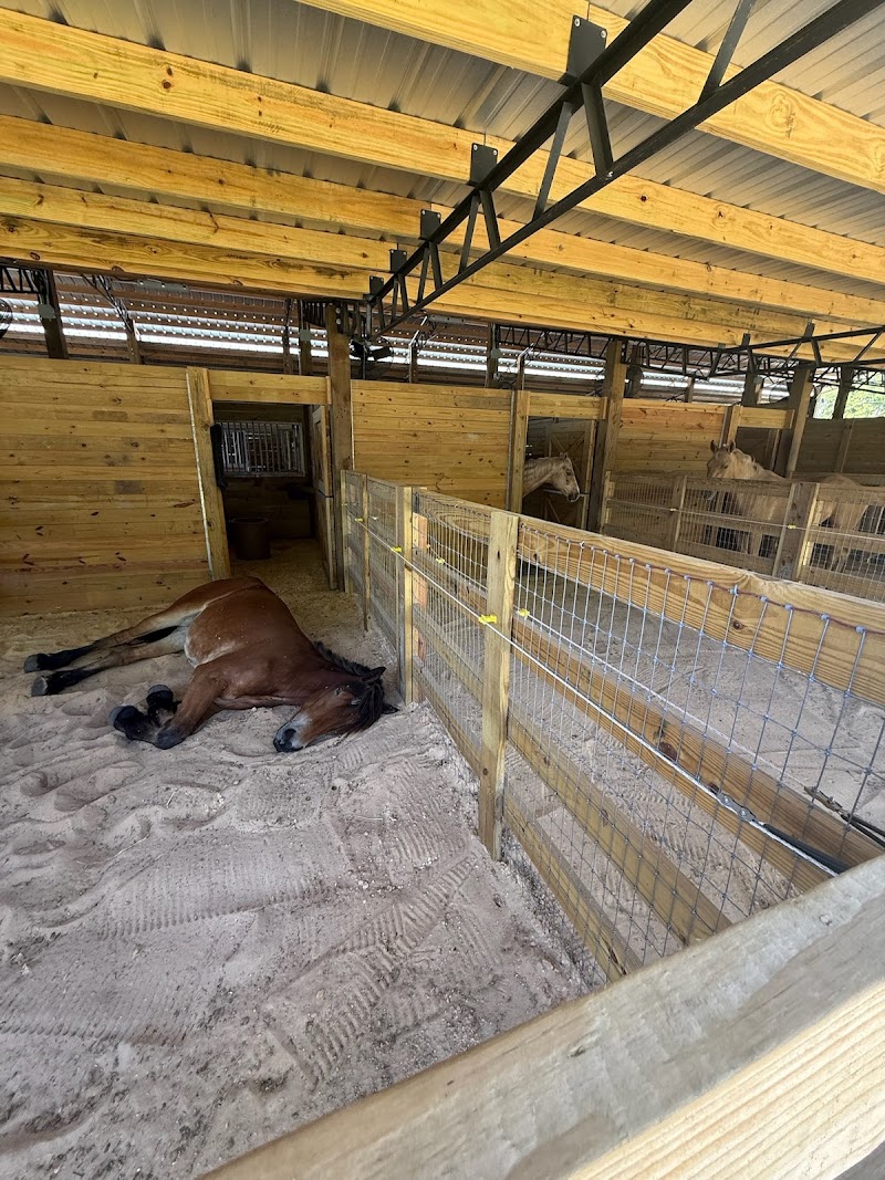Serenity Oaks Equestrian Center LLC photo 5