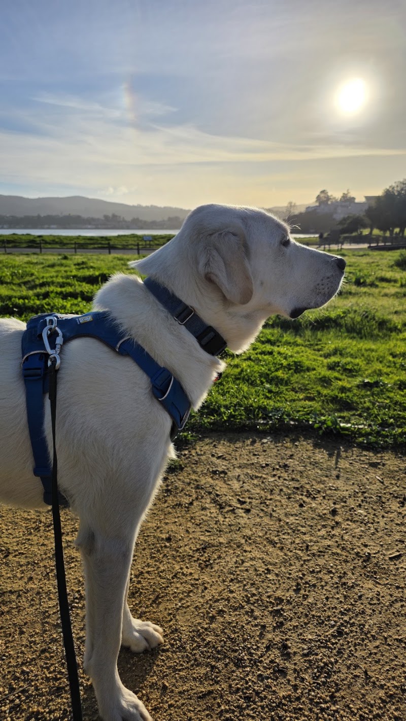 Good Dog Walkers photo 2