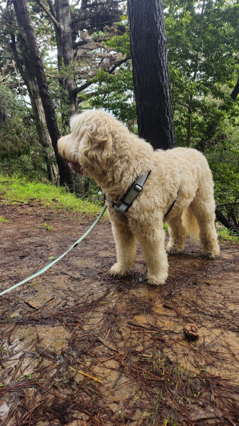 Good Dog Walkers photo 4