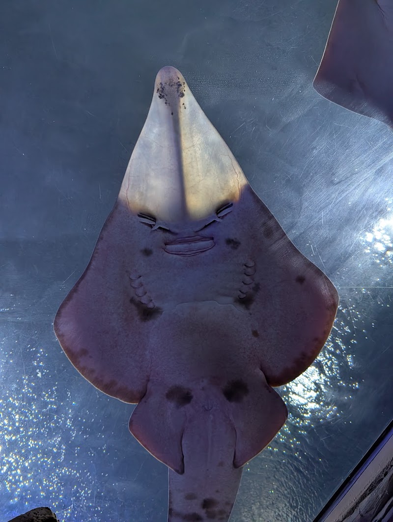 Manta Aquarium photo 2