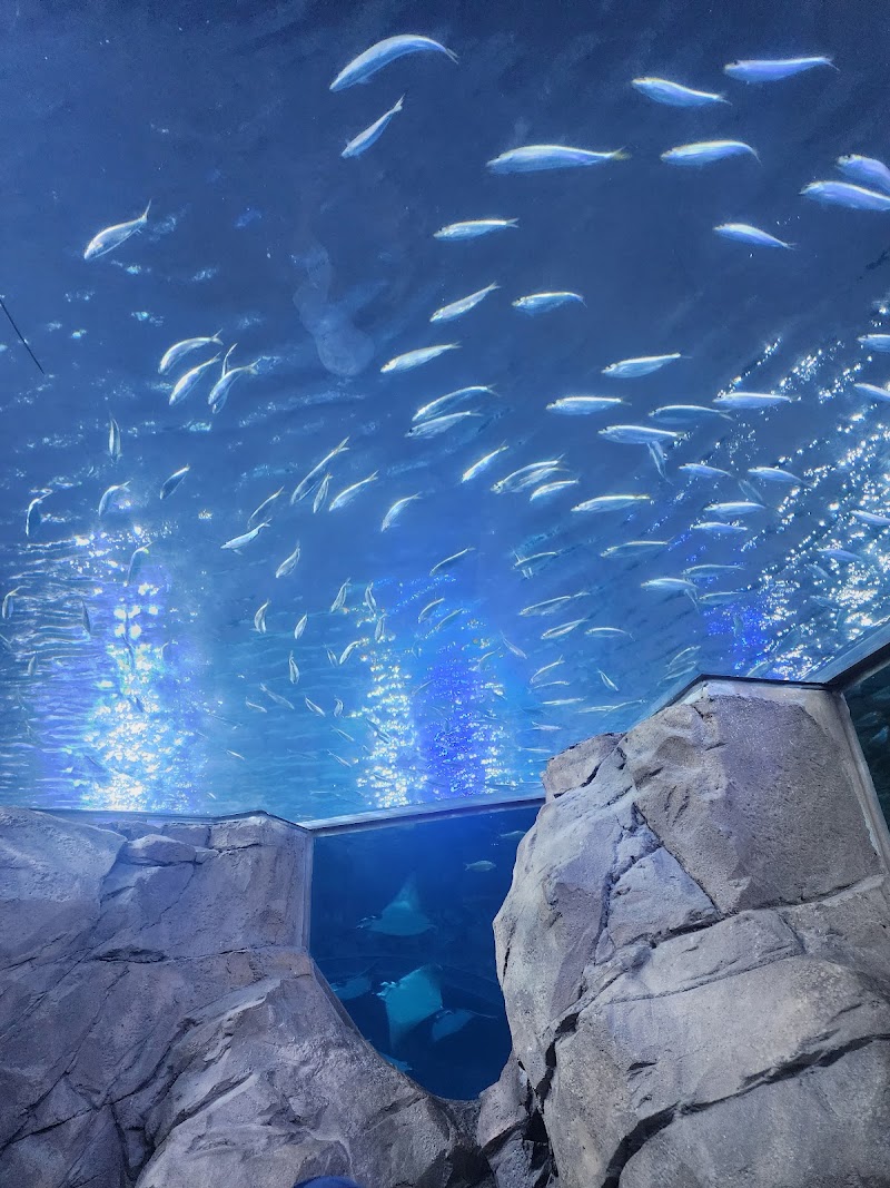 Manta Aquarium photo 4