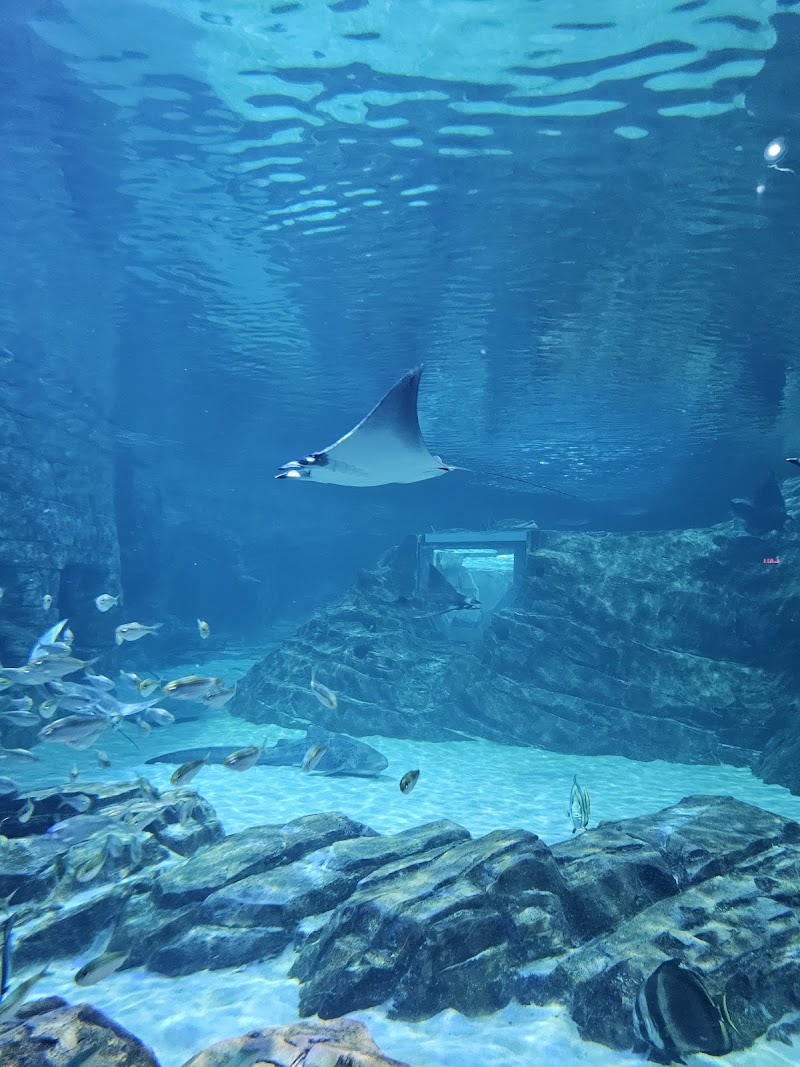 Photo of Manta Aquarium
