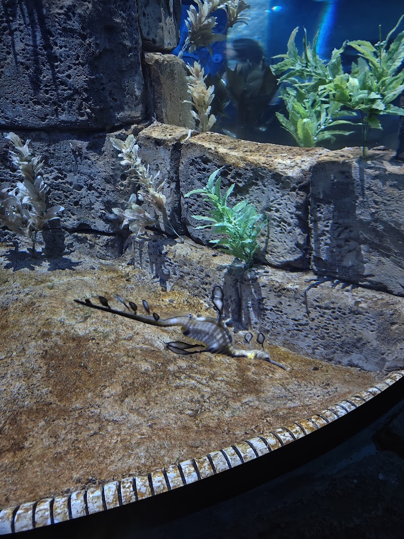 Manta Aquarium photo 3
