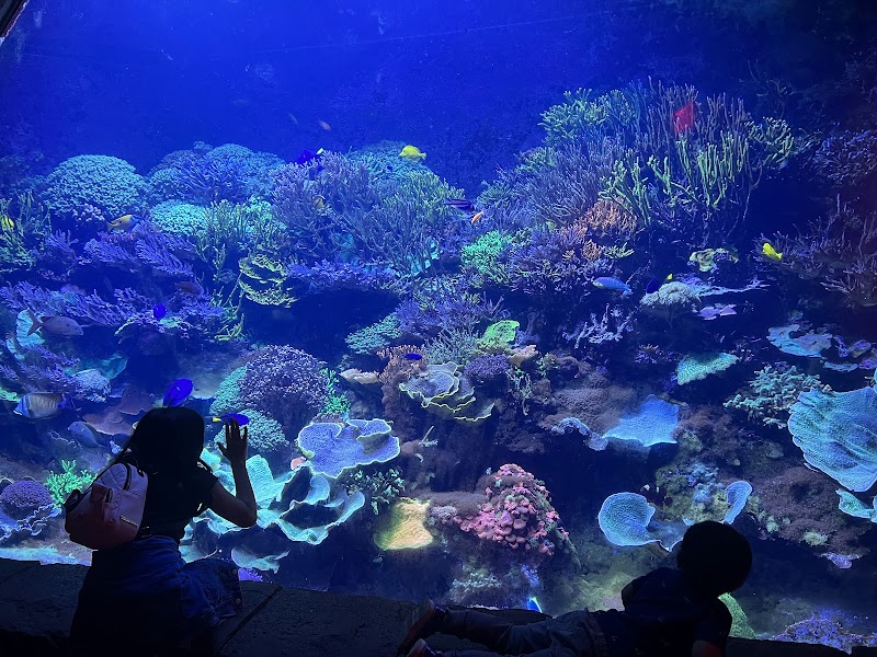 Manta Aquarium photo 5