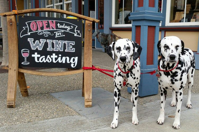 Photo of Mutt Lynch Winery