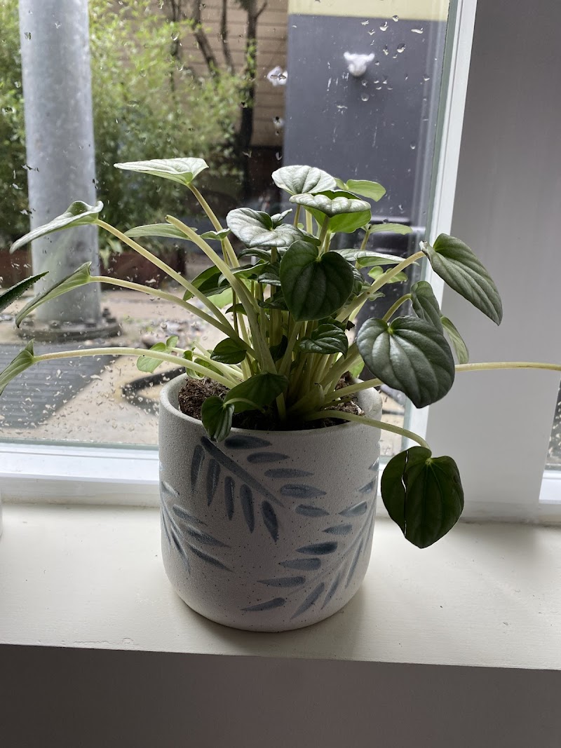 SF Plants photo 4