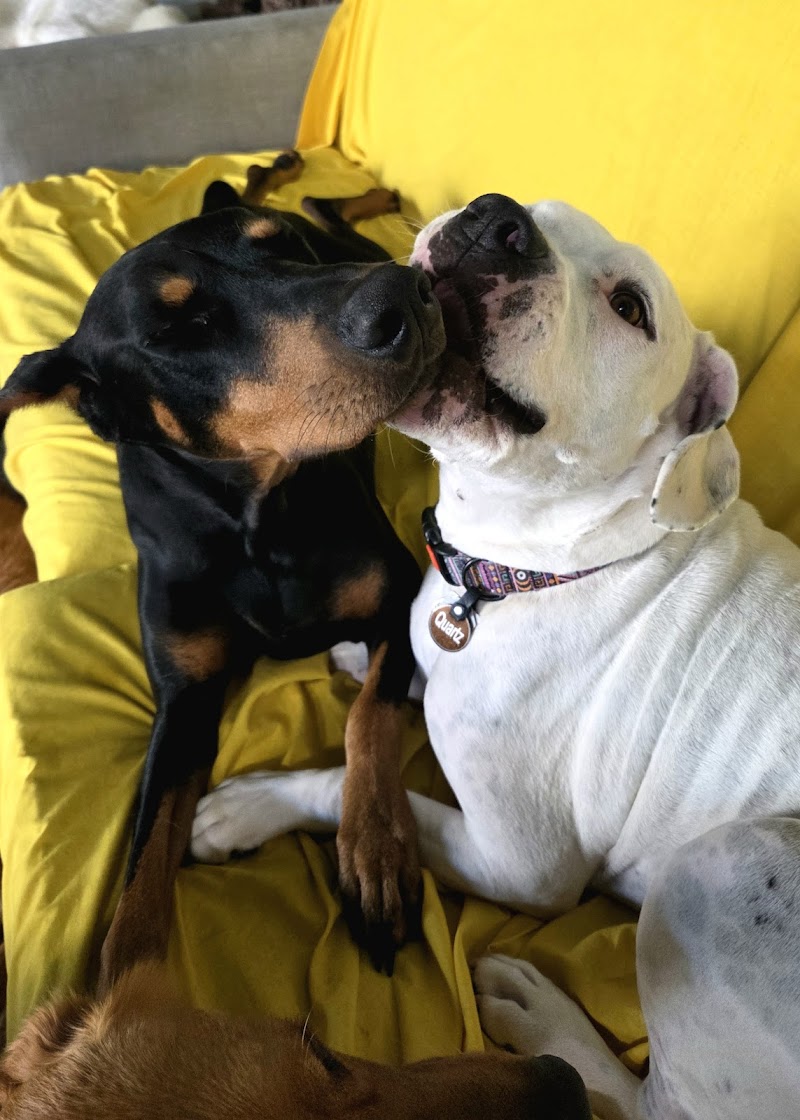 Photo of Happy Tails