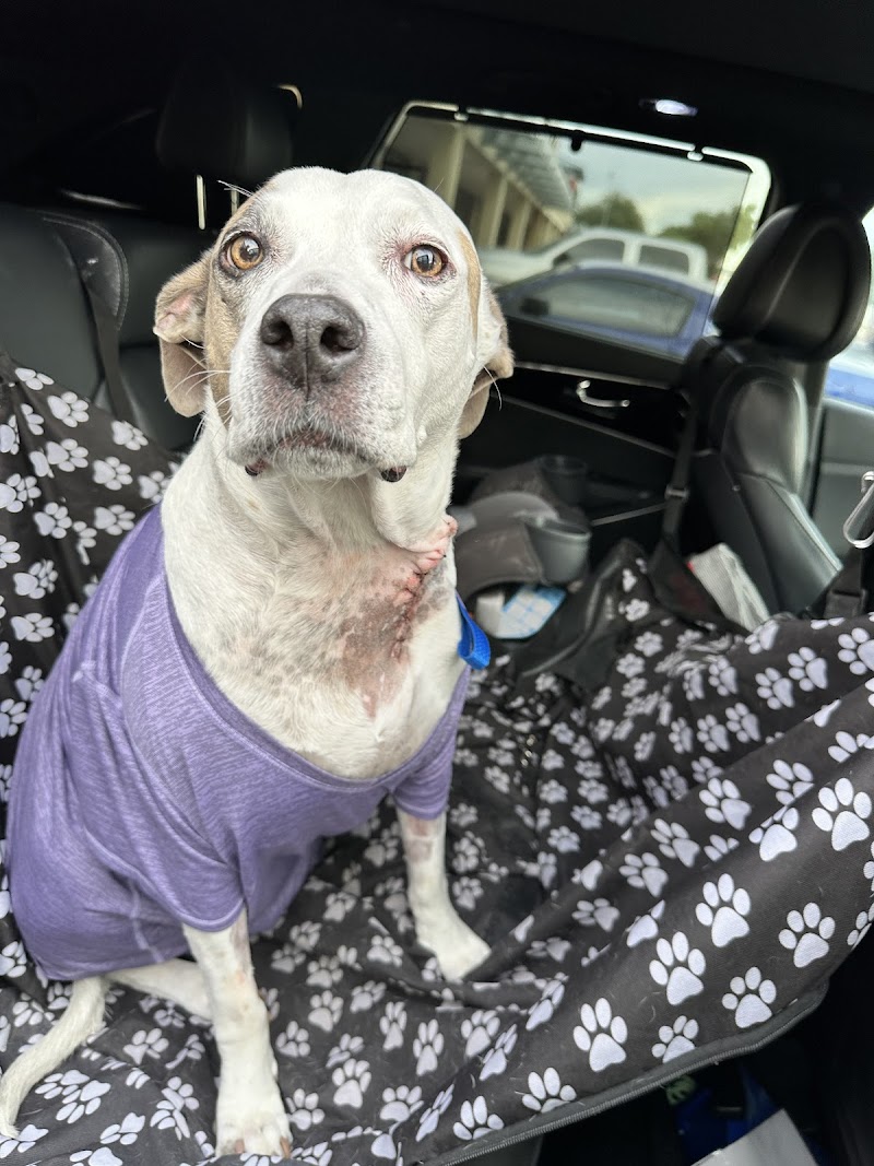 Photo of Lovet Pet Health Care