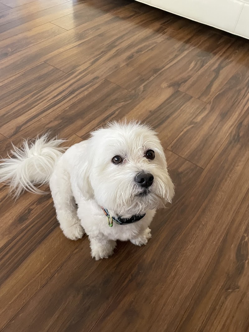 Lovet Pet Health Care - Surprise photo 3
