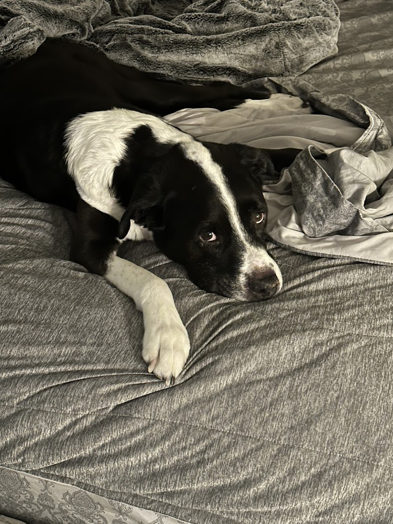 Lovet Pet Health Care - Surprise photo 2