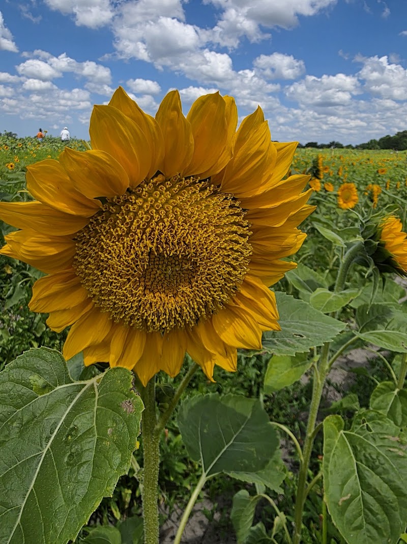 Dade City Farms photo 3