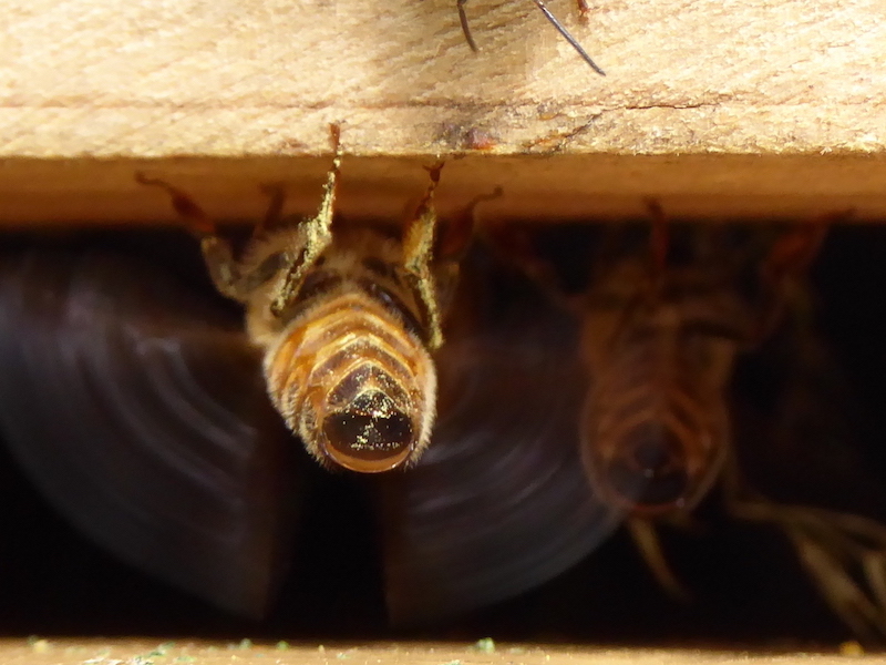Beeopic California photo 4