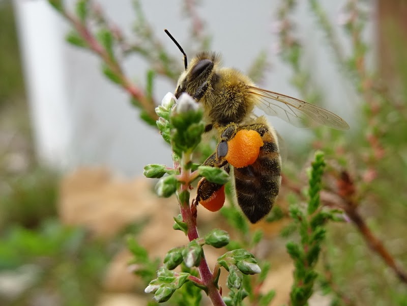 Beeopic California photo 2