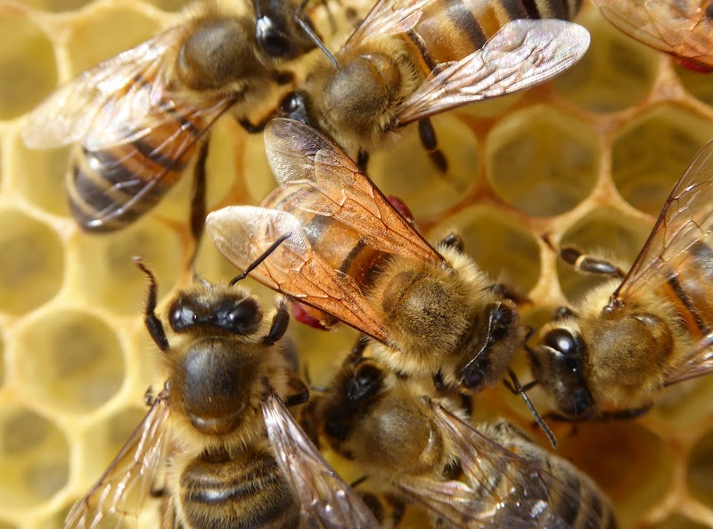 Photo of Beeopic California