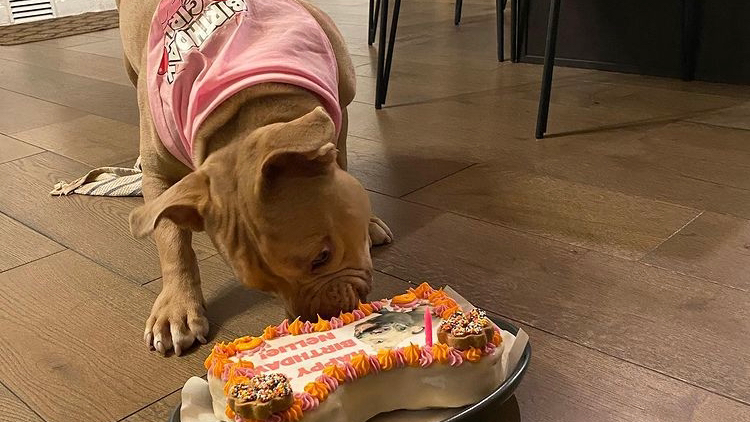 Dogs-N-Donuts photo 2