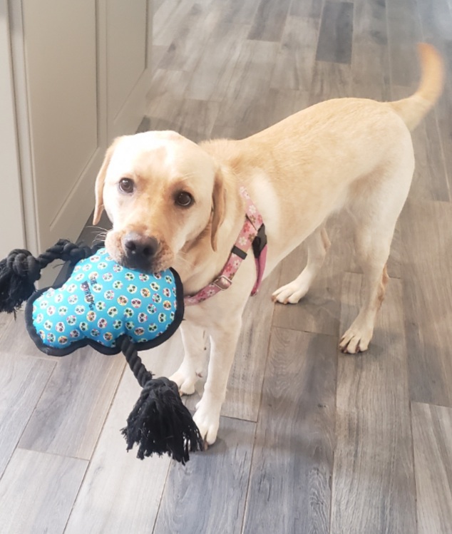 Liv Care's Pet Sitting photo 4