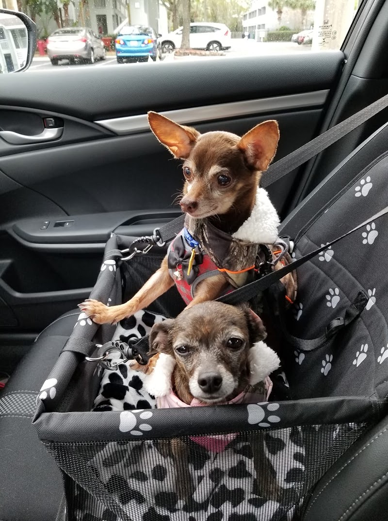 Liv Care's Pet Sitting photo 5