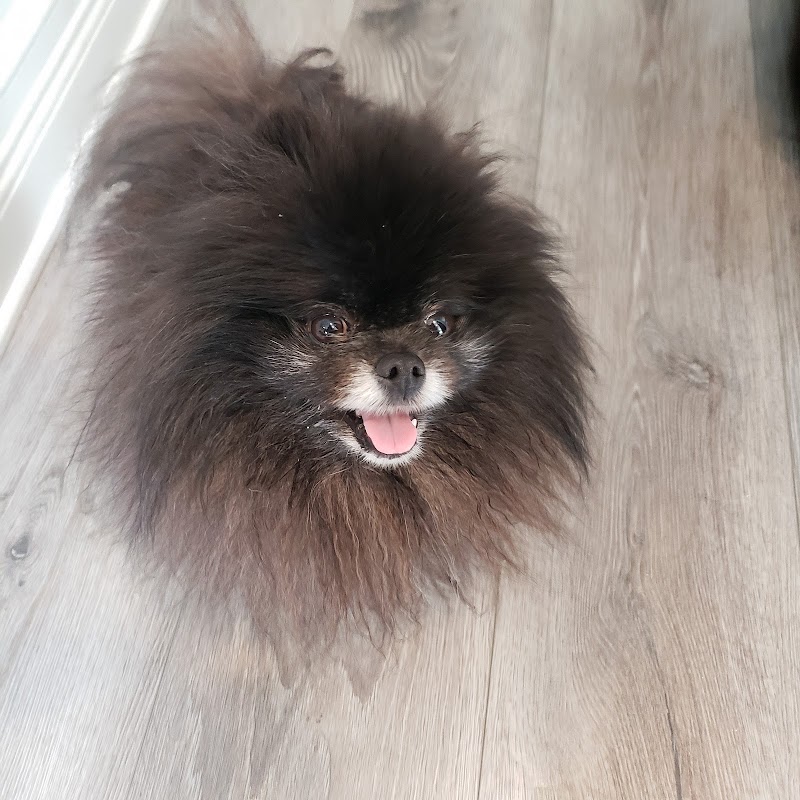 Liv Care's Pet Sitting photo 2
