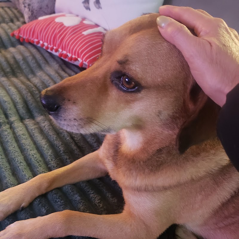 Photo of Liv Care's Pet Sitting