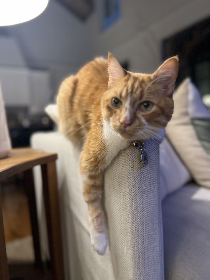 Liv Care's Pet Sitting photo 3