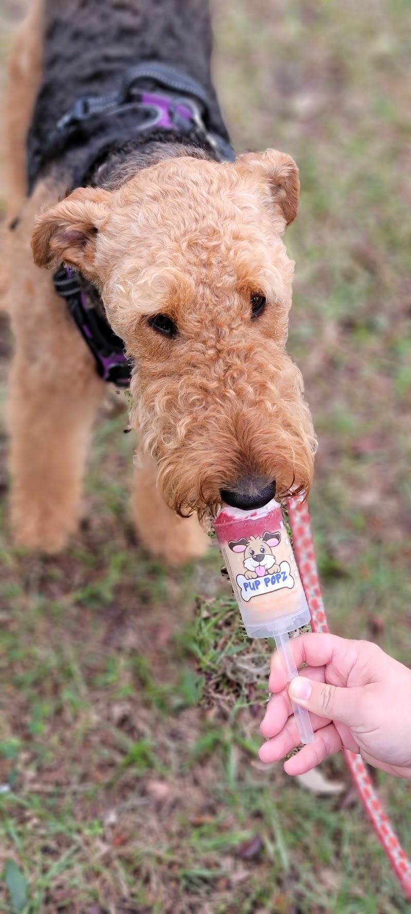 Pup Popz photo 5