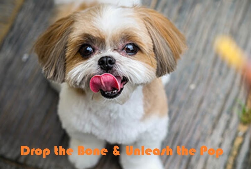 Pup Popz photo 3