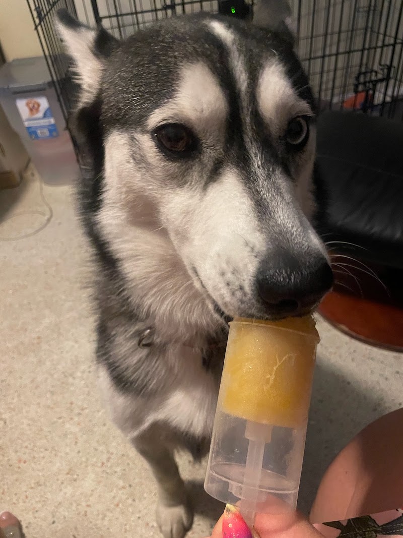 Pup Popz photo 4