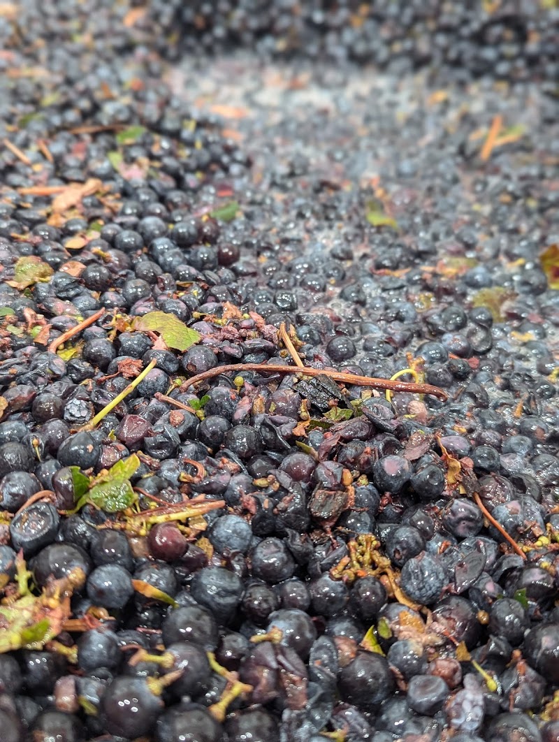 Sunbeat Cellars photo 4