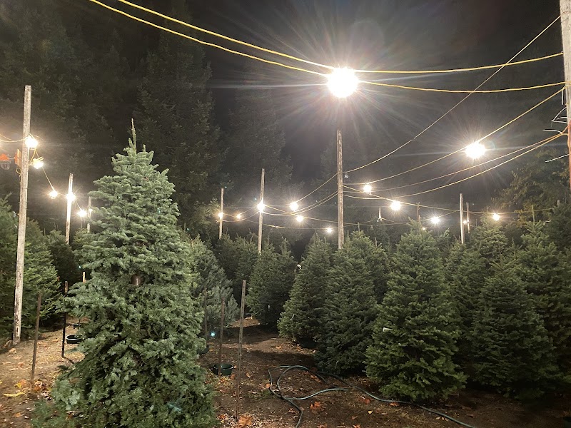 Hansen's Christmas Trees photo 4